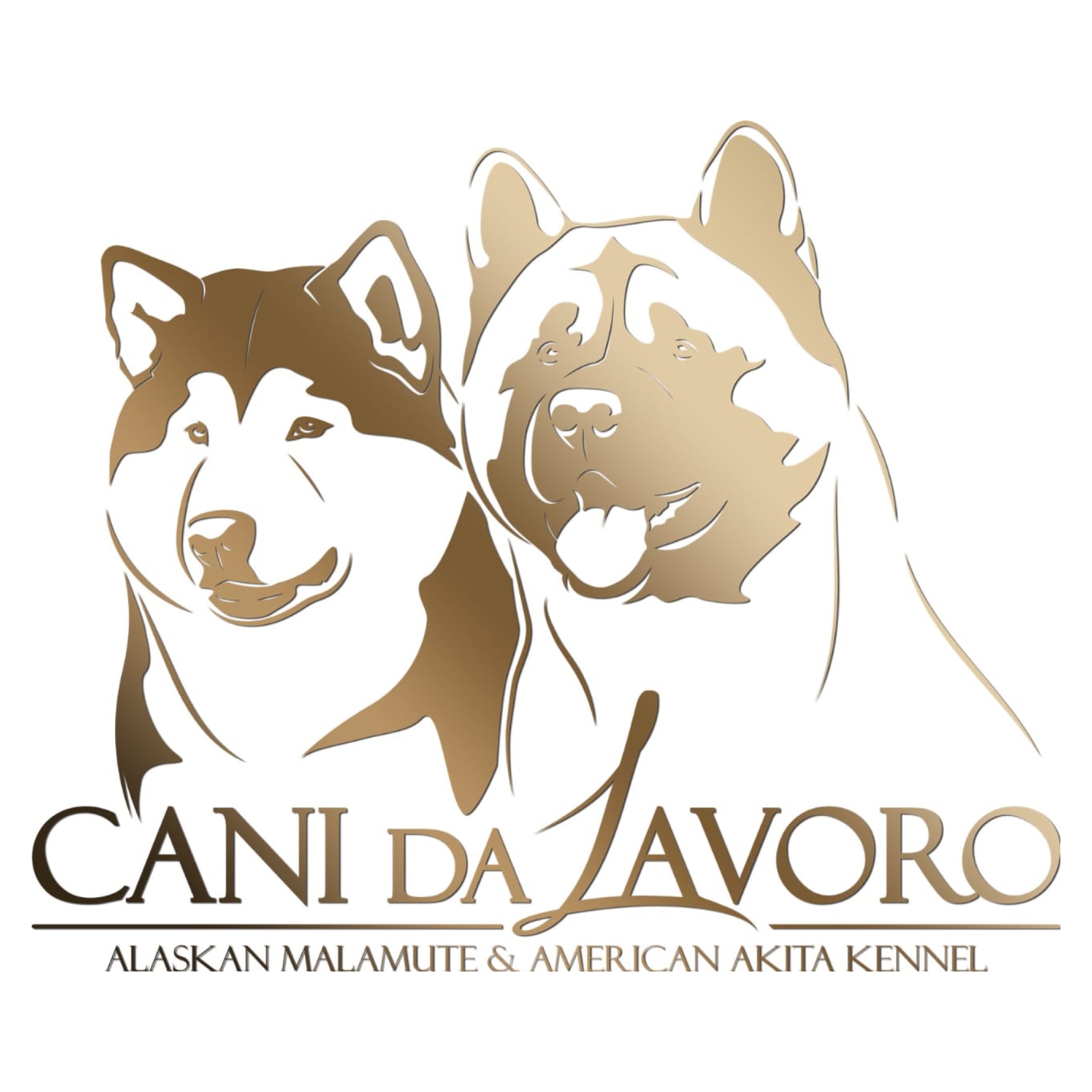 Cani da Zavoro